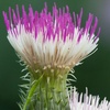 Image 1: Cirsium Pink Blush - 1, or 2 Potted Plants