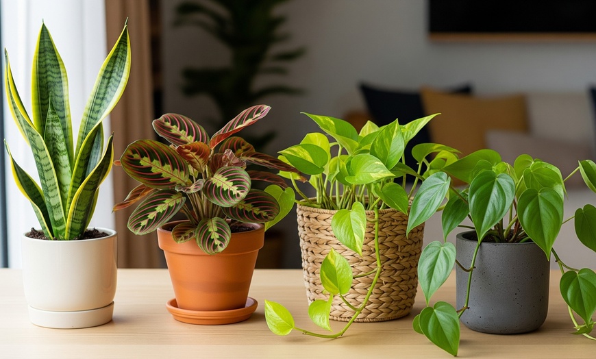 Image 4: Transform Your Home with Plant Bundles from House Plant Shop (Up to 15%Off)