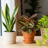 Image 4: 4 Live Plants Bundle in 3" and 4" Sizes: Pet-Friendly and Low-Light Plant Bundles with Free Shipping (Up to 24%Off)