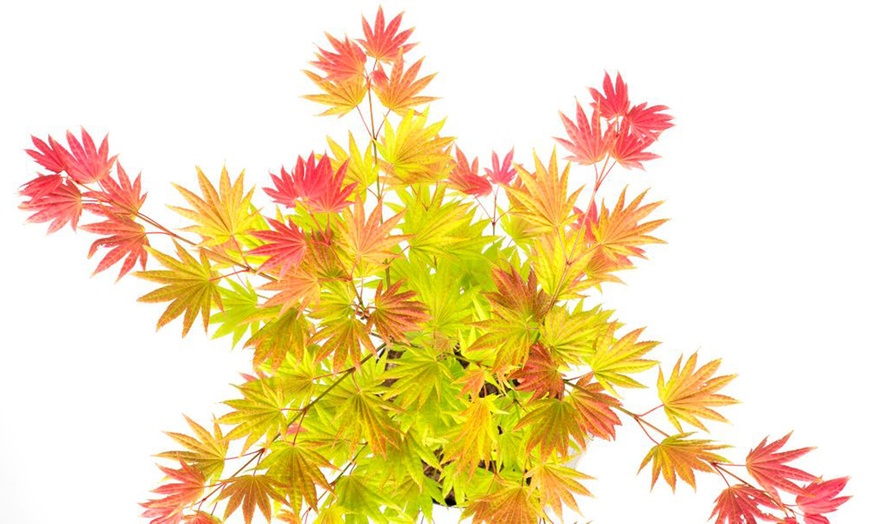 Image 3: Acer Shirasawanum Moonrise – 1 or 2 Potted Plants