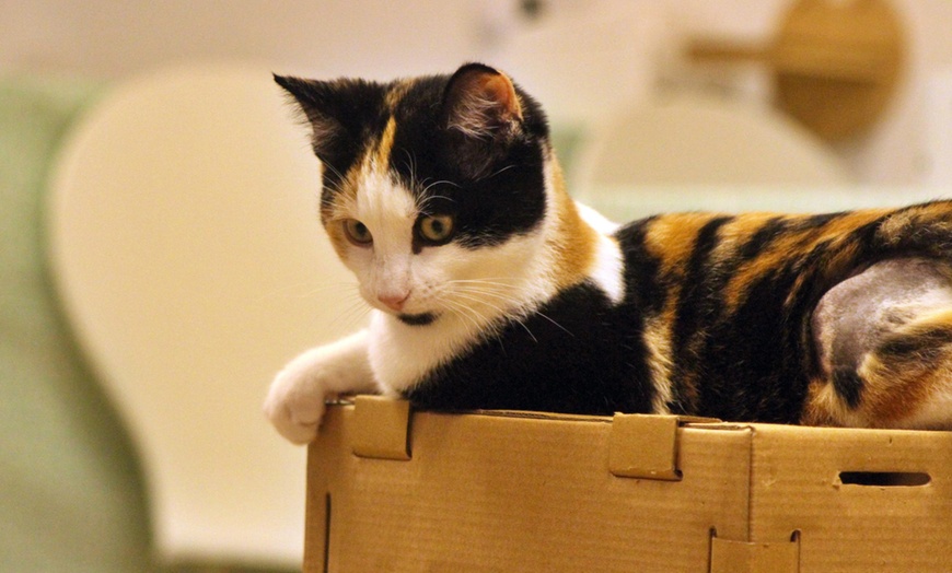 Image 7: Make Memories with Cat Cafe Entry, Drink and Snack for 1, 2, 3 or 4