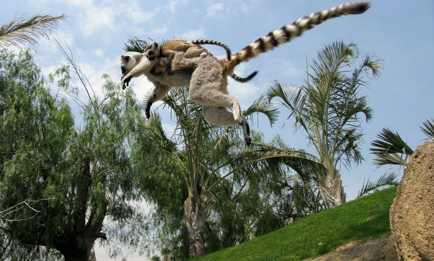 Image 7: ¡Descubre la selva en Valencia! Entrada para adulto o niño en Bioparc