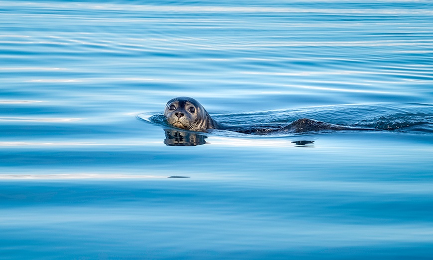 Image 1: 75-Minute Seal Watching Cruise