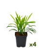 Image 2: Lot de 4 ou 8 plants de Liriope Muscari
