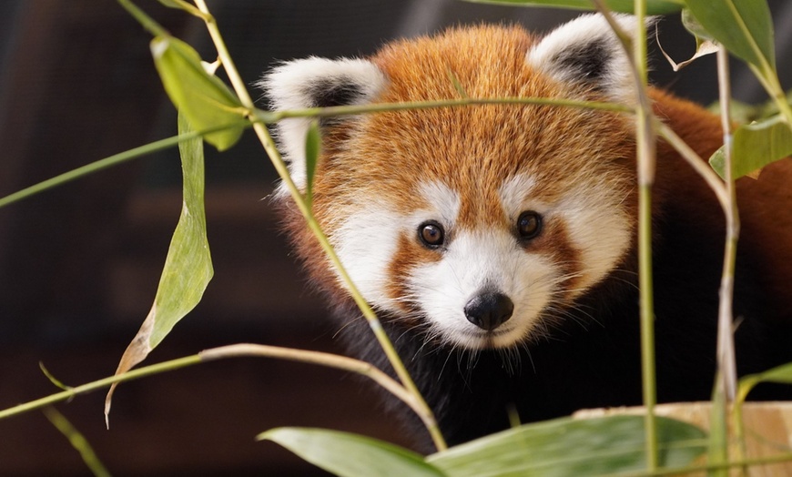 Image 8: Tiergarten Kleve – Ticket für 2 Erwachsene / 1 Kind, gültig bis 09.10.