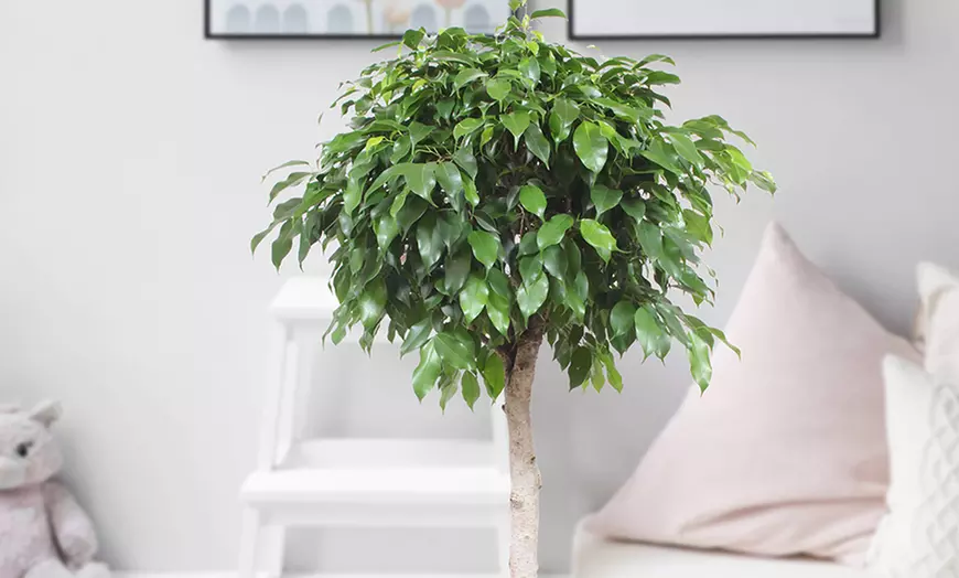 Image 4: Ficus Benjamin-plant