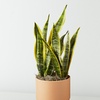 Image 10: Unique Live Plant Gifts FTD.com Same-Day Delivery Up to 55% Off