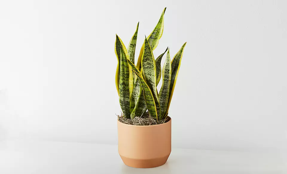 Unique Plant Gifts FTD.com Sustainable Succulents and Plants Lula’s Garden Collection Up to 55% Off