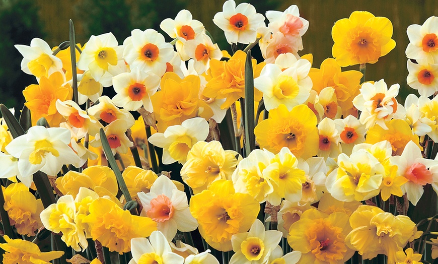 Image 2: 10, 20 or 40 Daffodil Sweet Aroma Mixed Hardy Bulbs