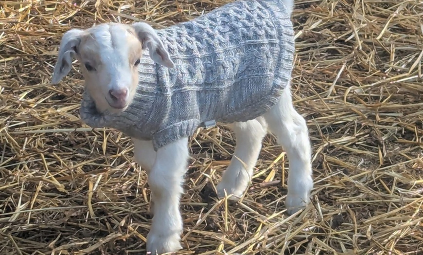 Image 3: Explore Animal Meet & Greet and S'mores Experience for One or Two