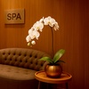 Image 4: Choice of 60 or 90-Minute Spa Treatment for One or Two People