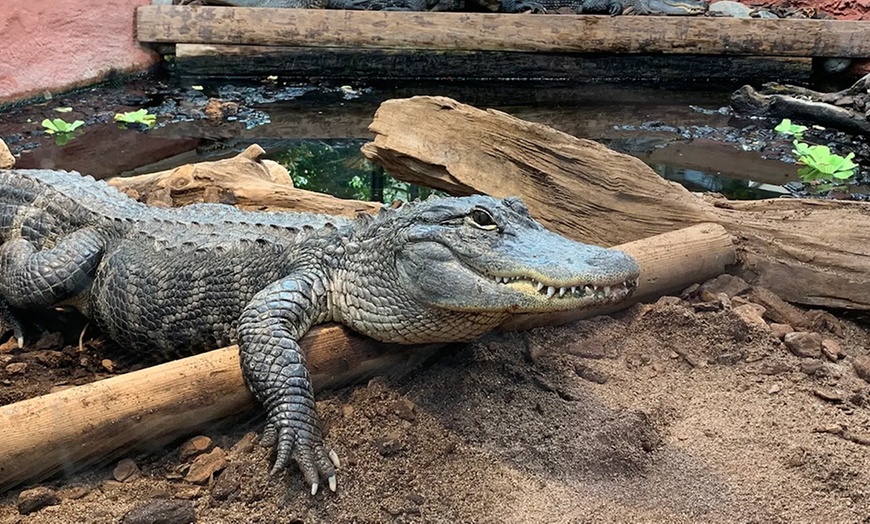 Image 7: Entrée enfant et/ou adulte pour le parc animalier Planet Exotica