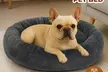 Skylos Dog Bed Donut Cushion Selection - Second Medium