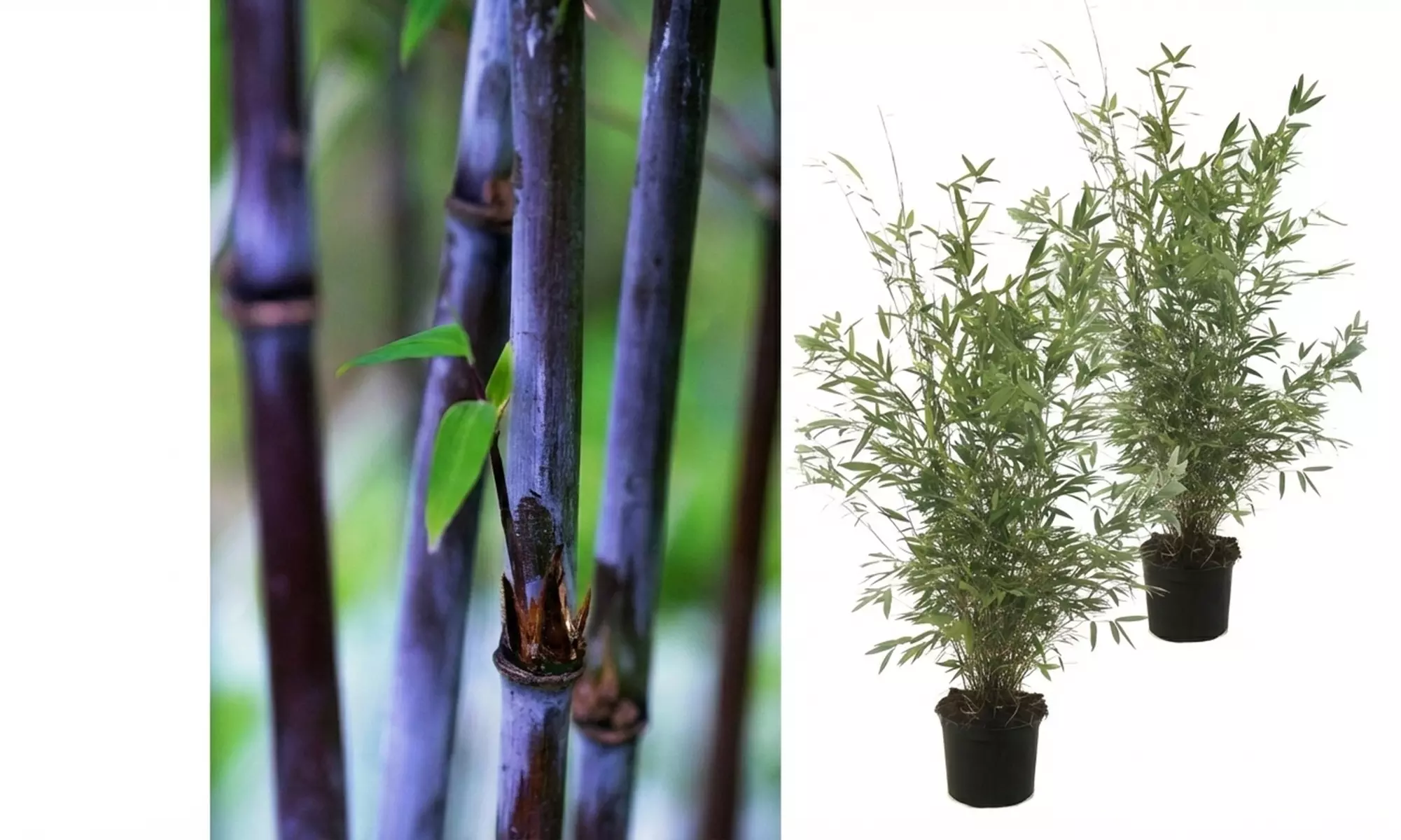 1 o 2 piante Fargesia 'Red Dragon'