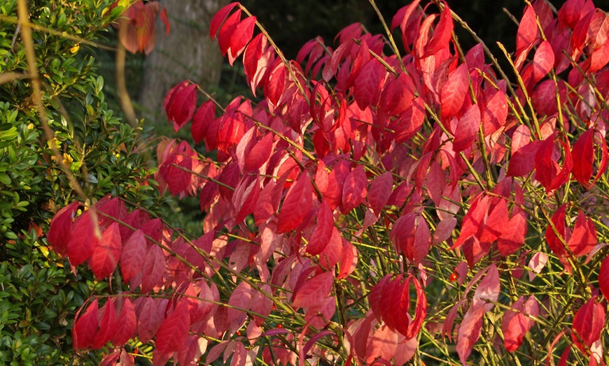 Image 3: Winter Hardy Shrubs - Cornus, Winter Jasmine - Sweet Box