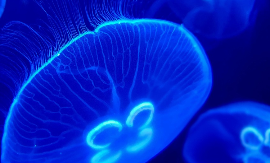 Image 4: Oceanarium Experience for One Adult, Child, Senior or Family of Upto 5