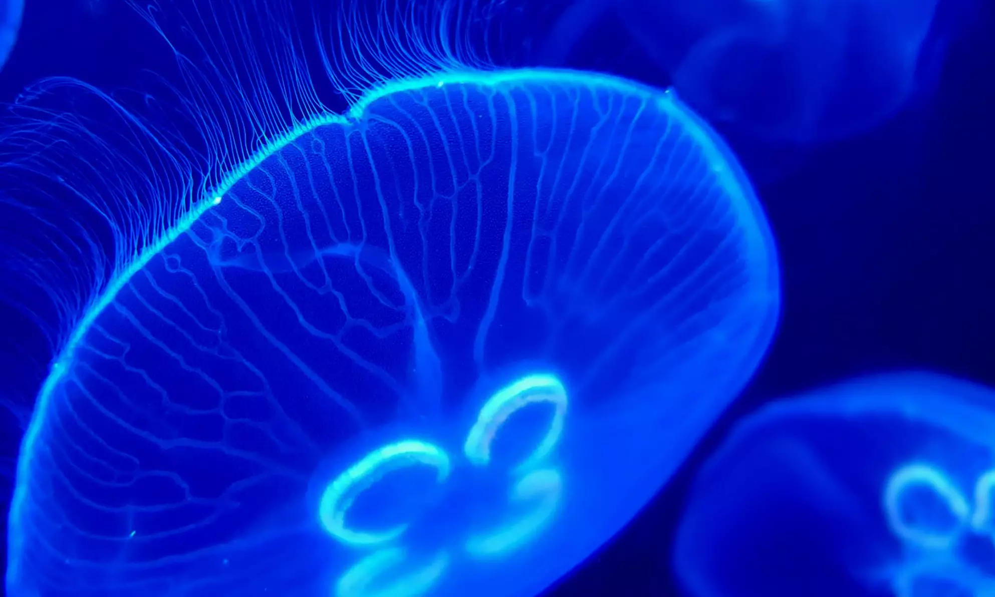 Oceanarium Experience for One Adult, Child, Senior or Family of Upto 5