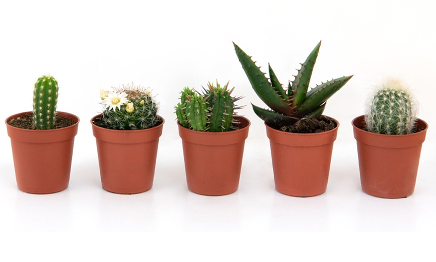 Image 6: Mini Cactus Collection