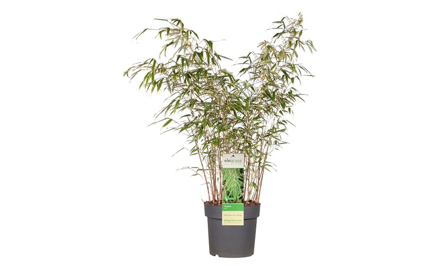 Image 8: Umbrella Bamboo 'Fargesia Rufa' - 1 or 2 Potted Plants + Patio Planter