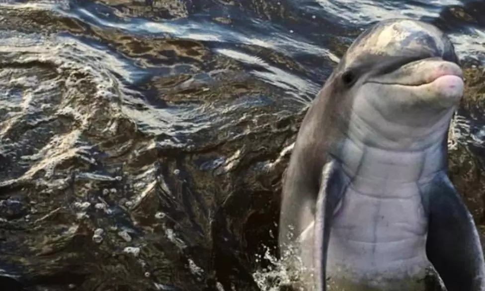 Experience a 2 Hour Private Dolphin Tour for up to 6 People at Georgia Saltwater Adventures - Up to 20% Off - Second Medium