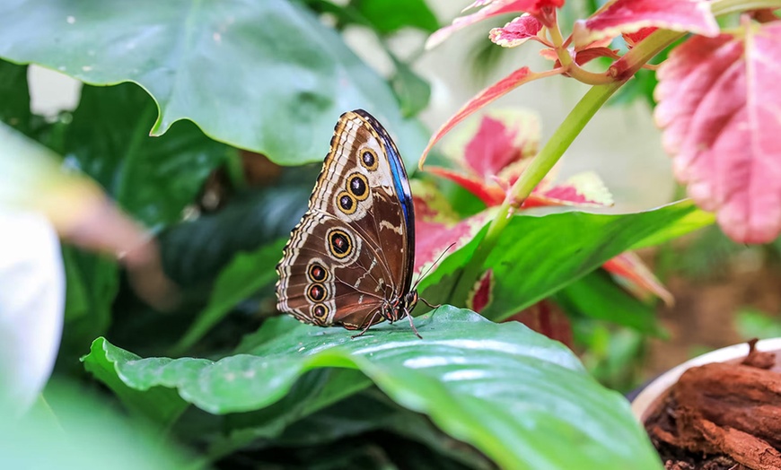 Image 3: Dubai Miracle Garden + Butterfly Garden Combo Tickets (For 1, 2, or 4)