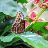 Image 3: Dubai Miracle Garden + Butterfly Garden Combo Tickets (For 1, 2, or 4)
