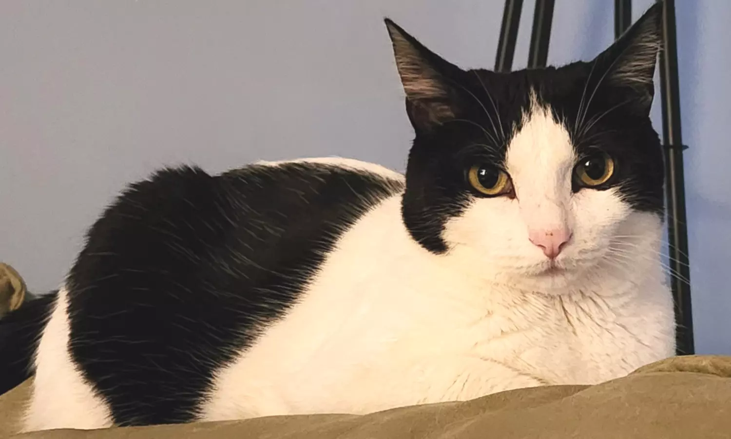 Up to 43% Off on Vet at Sheridan West veterinarian - Primary Image