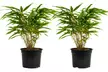 1, 2 of 4 Fargesia bamboe planten in maat naar keuze - Image 6