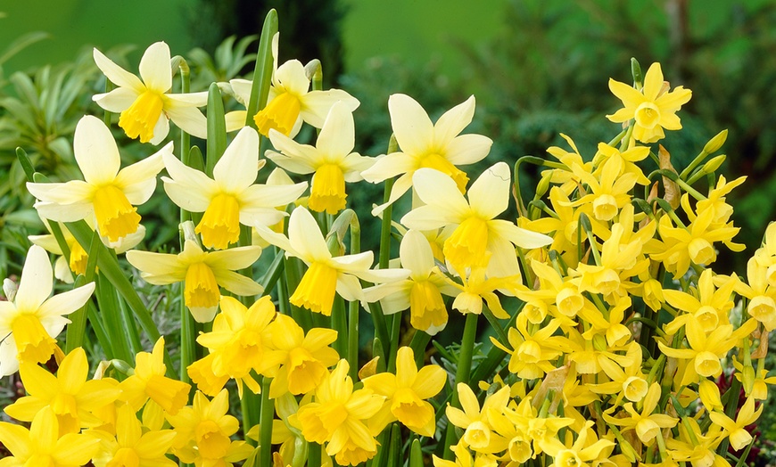 Image 1: 20 or 40 Hardy Tulips 'Rock Garden' Mixed Spring Flowering Bulbs
