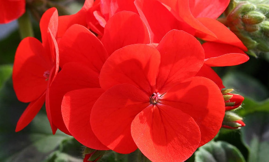 Image 3: Geranium 'Fire Queen' Garden-Ready Plants