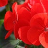Image 3: Geranium 'Fire Queen' Garden-Ready Plants