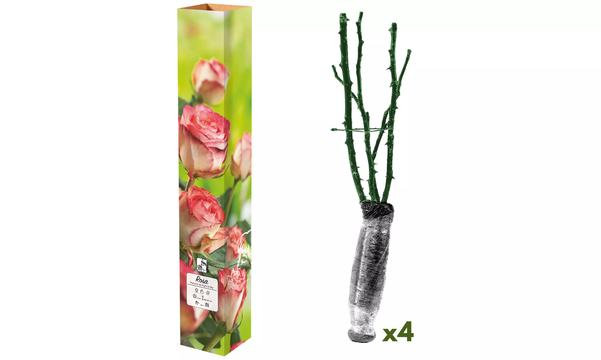 Set van 4 grootbloemige rozen van het