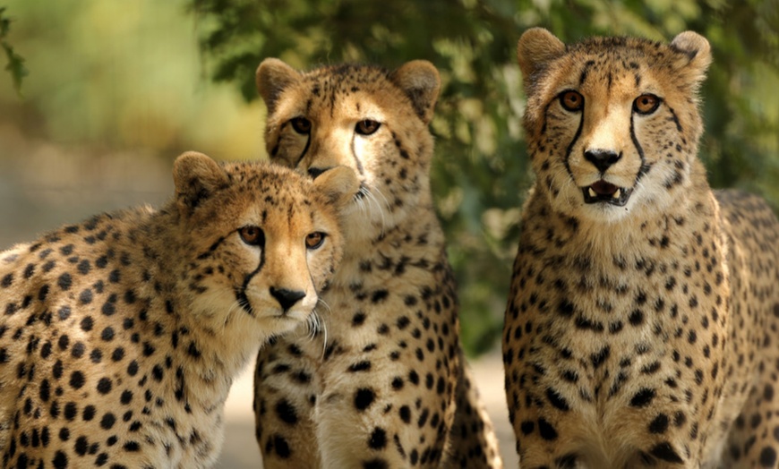 Image 11: Wow Safari Peaugres : 1 billet, 2 visites magiques en pleine nature
