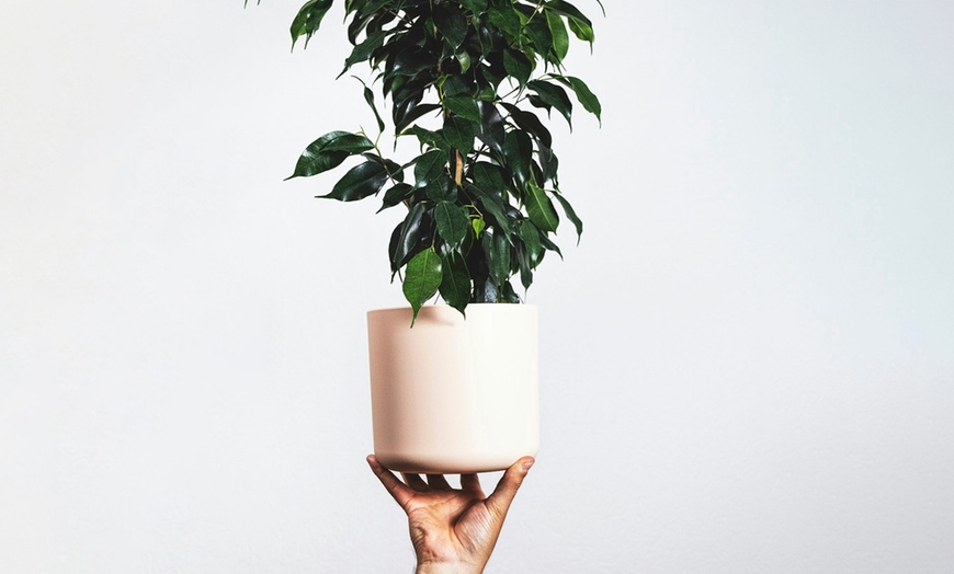 Image 9: Plant de ficus
