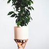 Image 9: Plant de ficus