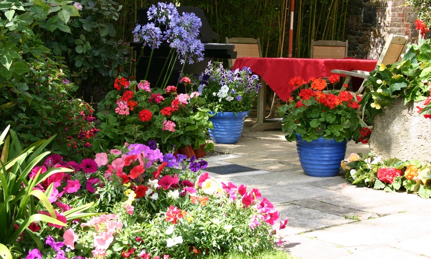 Image 1: Geranium Parade or Petunia Bolero