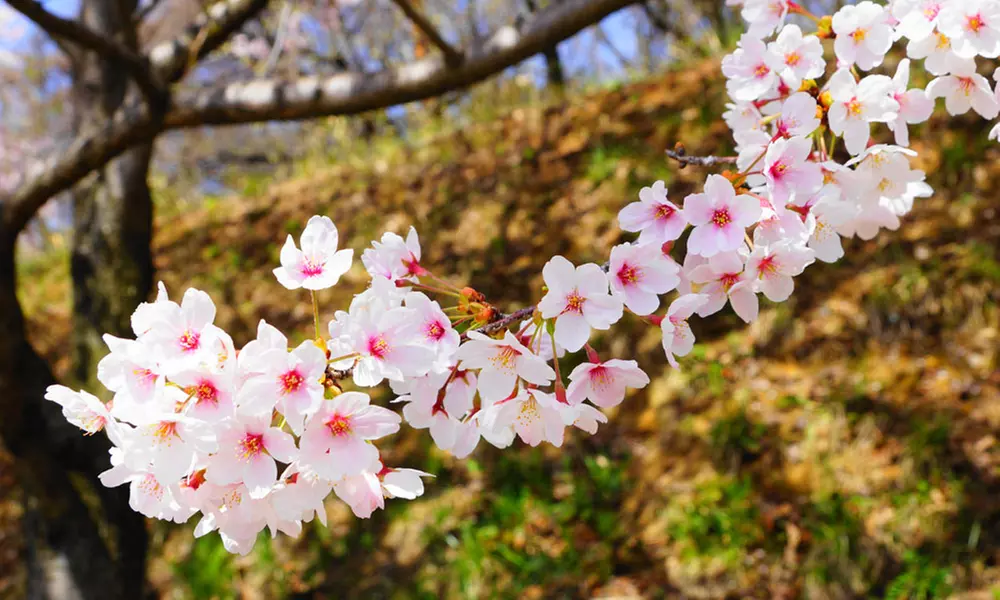 Flowering Cherry Tree Kojo-No-Mai – 1, 2 or 3 Potted Plants