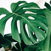 Image 2: 1 o 2 monstera deliciosa