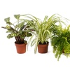 Image 4: Pet-Friendly Houseplant Collection