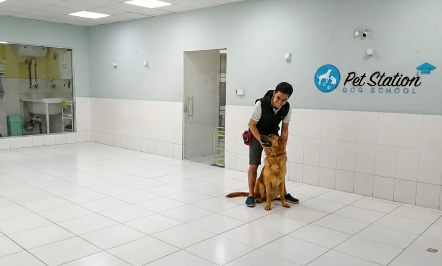 Image 5: Pet Training or Toilet Assessments at Home or School