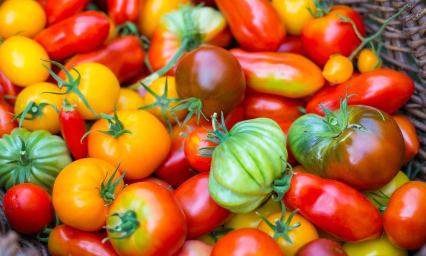 Image 1: Up to 6 Potted Plants or Up to 10 Postiplugs of Mixed Tomato Plants