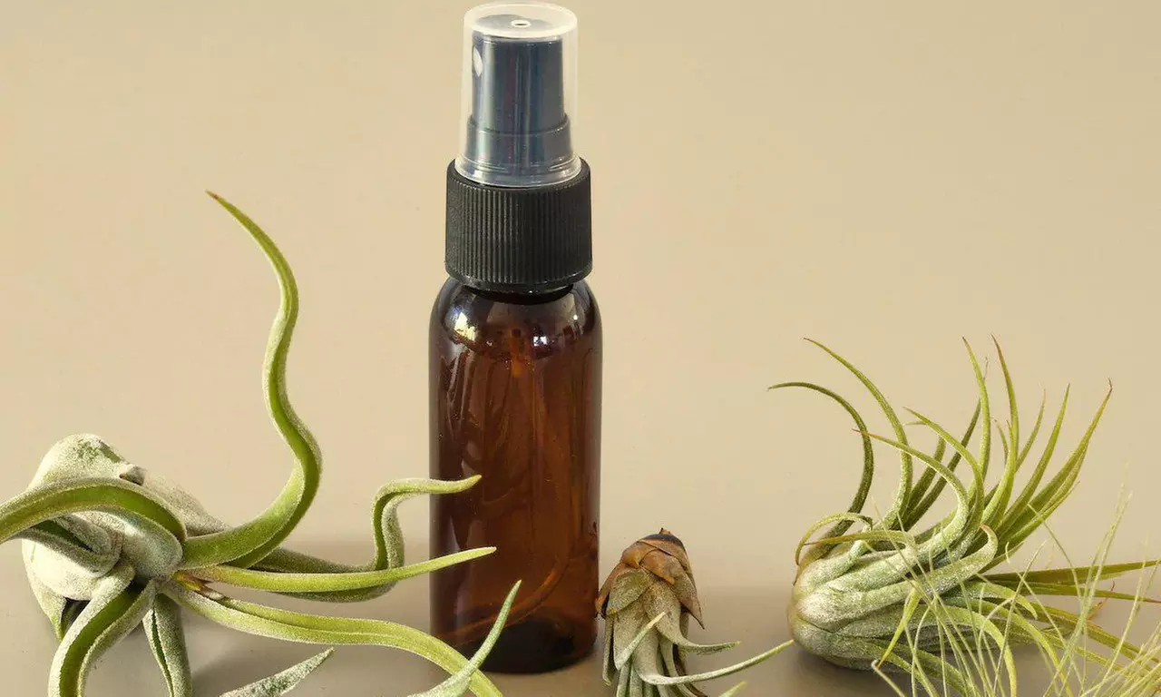 Modern Living: Unique Air Plants from House Plant Shop with Free Shipping Up to 15%Off