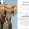 Image 10: 44% Off Digital Animal Adoption and Entry to Howletts Wild Animal Park