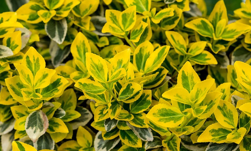 Image 2: One or Two Euonymus 'Emerald 'n' Gold' Standard Trees