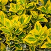 Image 2: One or Two Euonymus 'Emerald 'n' Gold' Standard Trees