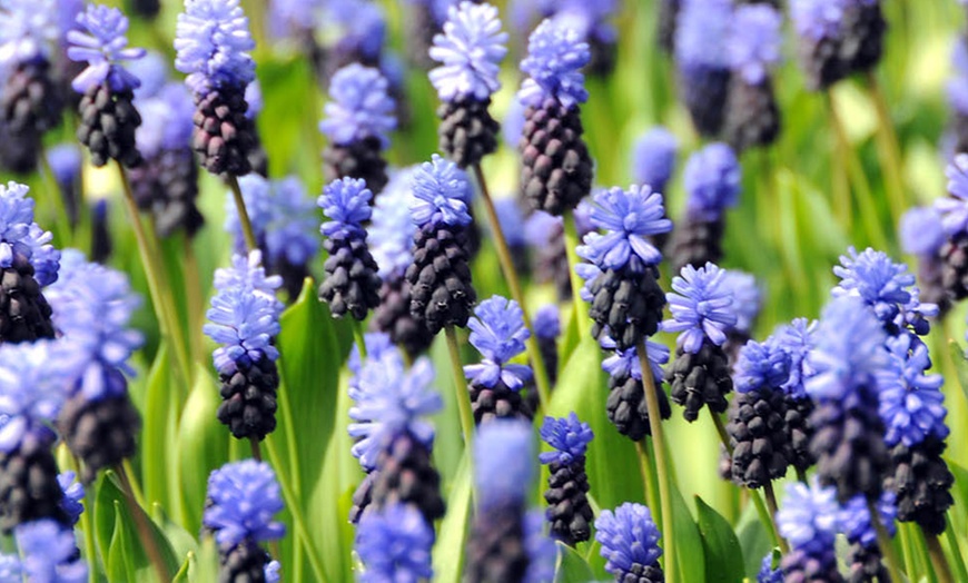 Image 2: 50 or 100 Muscari latifolium Spring Flowering Bulbs