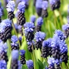 Image 2: 50 or 100 Muscari latifolium Spring Flowering Bulbs