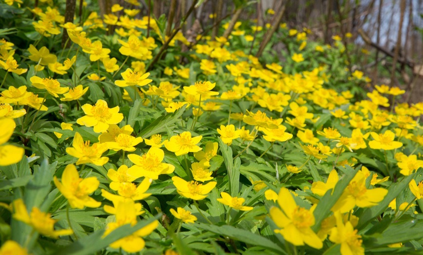 Image 10: Woodland Spring Bulbs In the Green