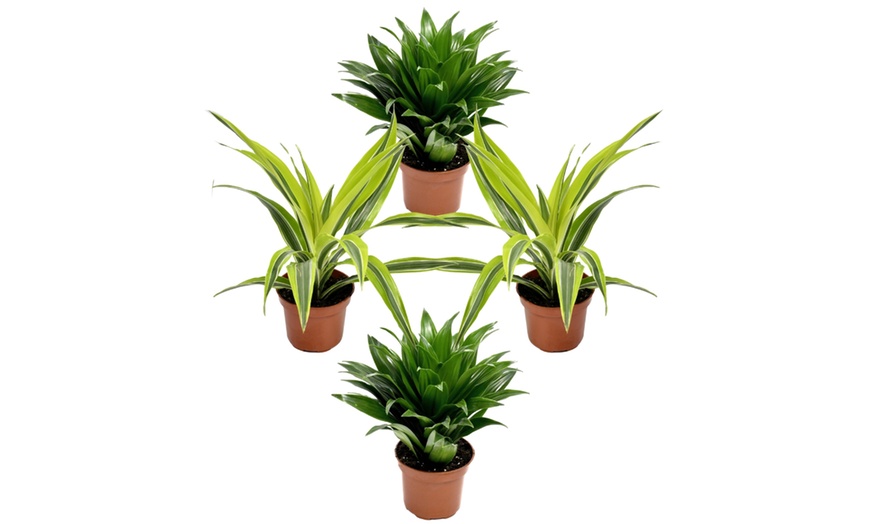 Image 2: Assortiment de 4 "Dragon Trees" de Gardenzo