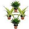 Image 2: Assortiment de 4 "Dragon Trees" de Gardenzo